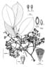 Syzygium branderhorstii