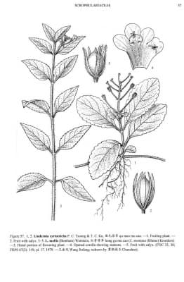 Lindernia mollis