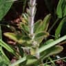 Sinningia allagophylla