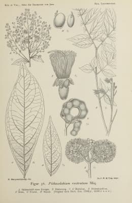 Archidendron globosum