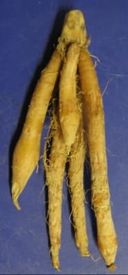 Boesenbergia rotunda
