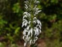 Lobelia nicotianifolia