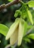 Annona squamosa