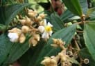 Conostegia xalapensis