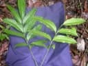 Tetragastris panamensis
