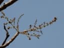 Lannea coromandelica