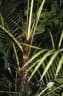 Calamus marginatus