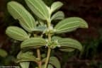 Clidemia rubra