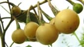 Solanum paniculatum