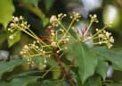 Elateriospermum tapos