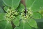 Euphorbia heterophylla