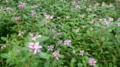 Catharanthus roseus