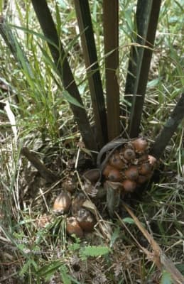 Attalea allenii