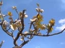 Aspidosperma macrocarpon