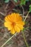 Cosmos caudatus