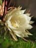 Pilosocereus royenii