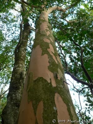 Eugenia pyriformis