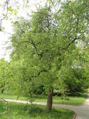 Pyrus pashia