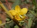 Chamaecrista biensis