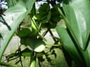 Dioscorea abyssinica