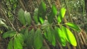 Lacistema hasslerianum