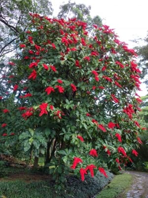 Warszewiczia coccinea