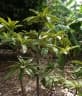 Manilkara subsericea