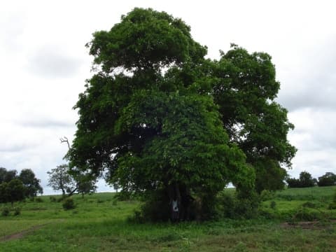 Cordia senegalensis