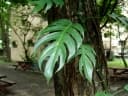 Epipremnum pinnatum