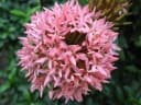 Ixora coccinea