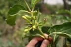 Morinda chrysorhiza