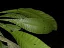 Grias cauliflora