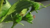 Astraea lobata