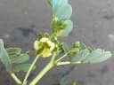 Senna italica