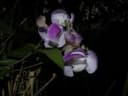 Vigna adenantha
