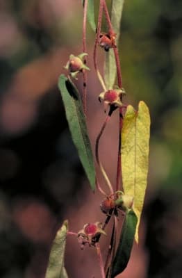 Ipomoea eriocarpa