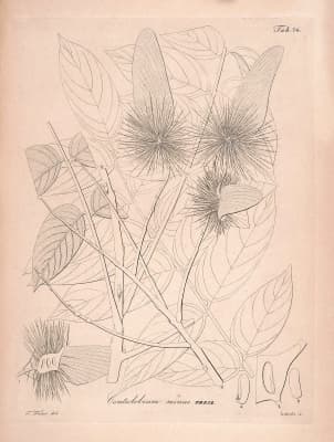 Centrolobium robustum