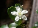 Erythroxylum ferrugineum