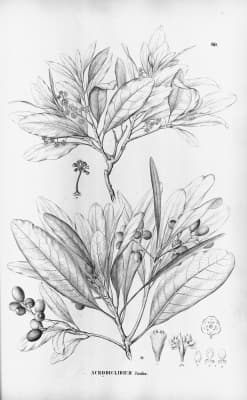 Mezilaurus itauba