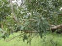 Ficus glumosa