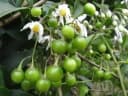 Solanum pseudoquina