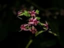 Anacardium occidentale