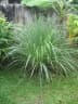 Cymbopogon citratus
