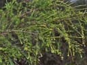Baeckea frutescens