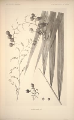 Calamus gamblei