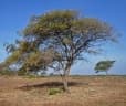 Ziziphus mauritiana
