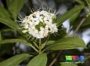 Fagraea fragrans