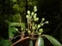Rourea glabra