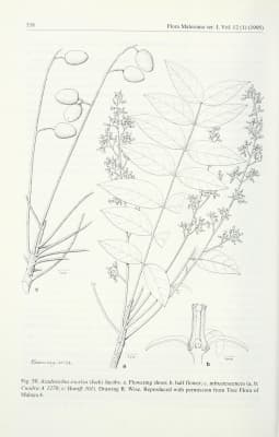 Azadirachta excelsa