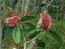 Melaleuca viridiflora